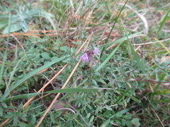 Thymus altaicus