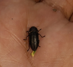 Tyndaris marginella