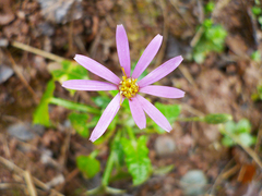 Onoseris alata