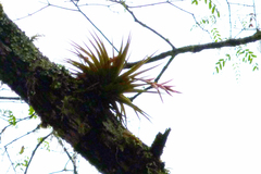 Tillandsia didisticha