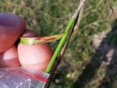 Carex muricata pairae