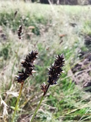 Carex muricata pairae