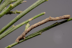 Scioglyptis lyciaria