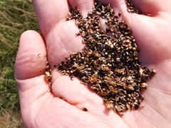 Carex muricata pairae