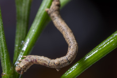 Scioglyptis lyciaria