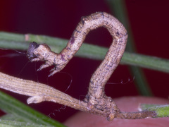 Scioglyptis lyciaria