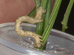 Scioglyptis lyciaria