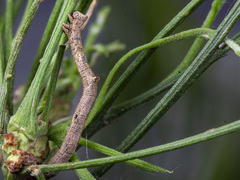 Scioglyptis lyciaria