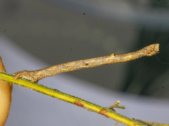 Scioglyptis lyciaria