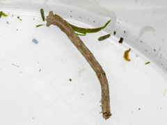 Scioglyptis lyciaria