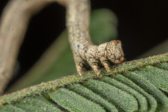 Scioglyptis lyciaria