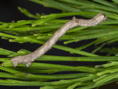 Scioglyptis lyciaria