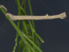 Scioglyptis lyciaria