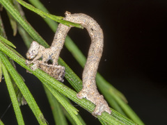 Scioglyptis lyciaria