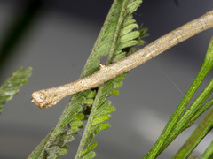 Scioglyptis lyciaria