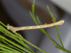 Scioglyptis lyciaria