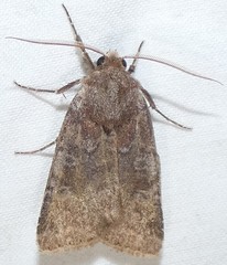 Cerastis tenebrifera