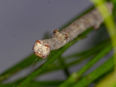 Scioglyptis lyciaria