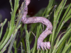 Scioglyptis lyciaria