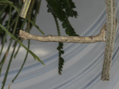 Scioglyptis lyciaria