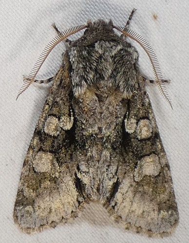 Figure-eight Sallow photo 6