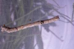 Scioglyptis lyciaria