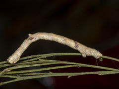 Scioglyptis lyciaria