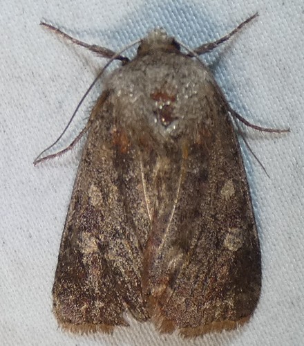 Reddish Speckled Dart photo 4
