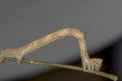 Scioglyptis lyciaria