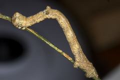 Scioglyptis lyciaria