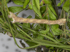 Scioglyptis lyciaria