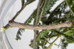 Scioglyptis lyciaria