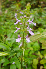 Stachys gilliesii