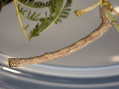 Scioglyptis lyciaria