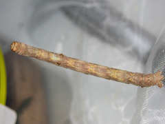 Scioglyptis lyciaria