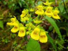 Calceolaria polyclada
