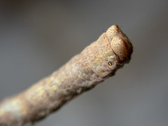 Scioglyptis lyciaria