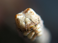 Scioglyptis lyciaria