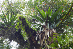 Tillandsia australis