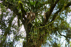 Tillandsia australis