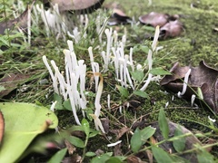 Clavaria alboglobospora