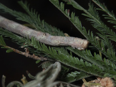 Scioglyptis lyciaria