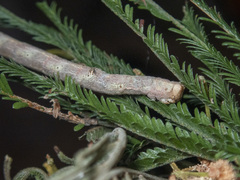 Scioglyptis lyciaria