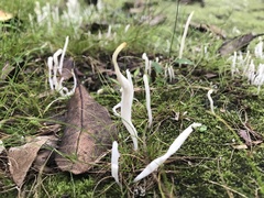 Clavaria alboglobospora