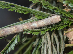 Scioglyptis lyciaria