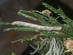 Scioglyptis lyciaria