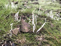 Clavaria alboglobospora