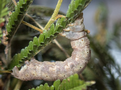 Scioglyptis lyciaria