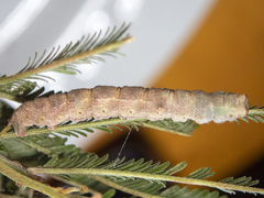 Scioglyptis lyciaria