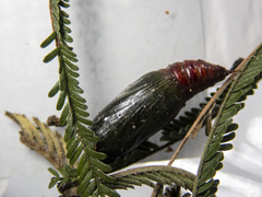 Scioglyptis lyciaria